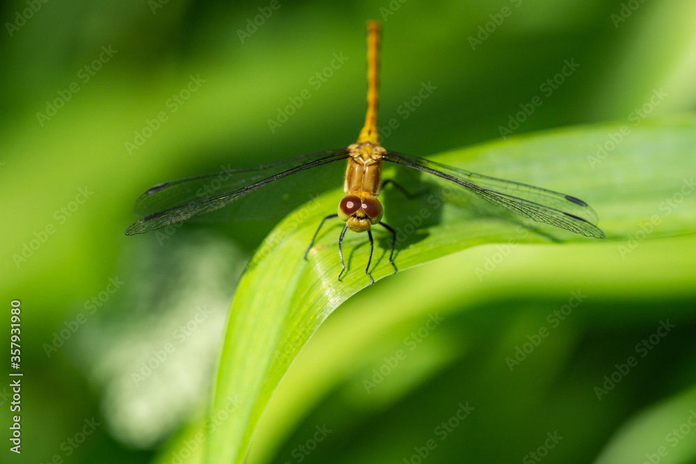 Meadowhawk Dragonfly in Springtime Meadowhawk Dragonfly in Springtime