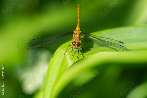 Meadowhawk Dragonfly in Springtime © Erik