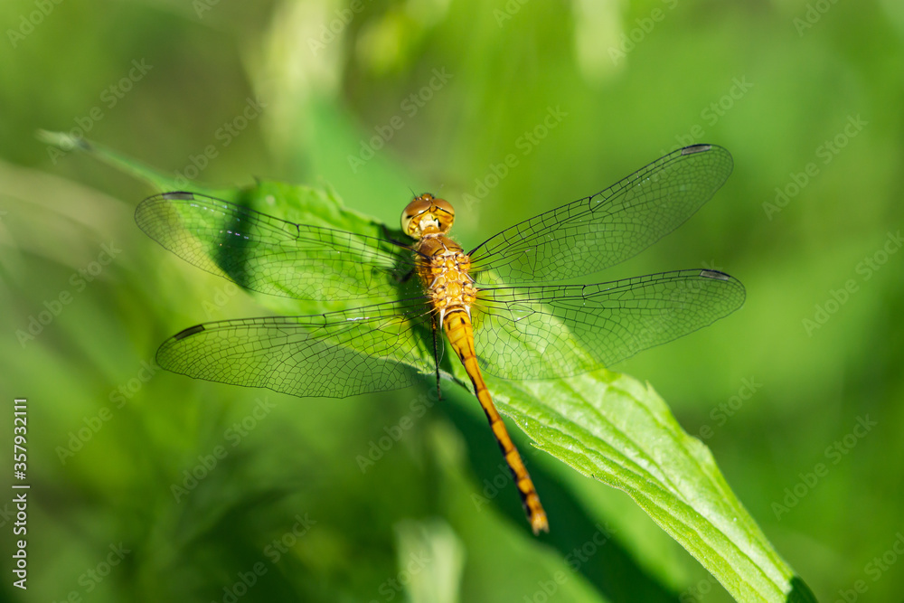 Meadowhawk Dragonfly in Springtime Meadowhawk Dragonfly in Springtime