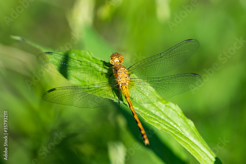 Meadowhawk Dragonfly in Springtime © Erik