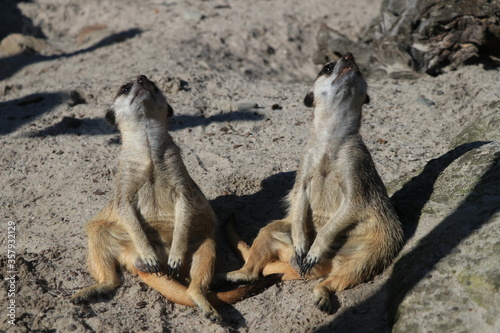 Meerkats or suricates (Suricata suricatta) sitting on the ground in a zoo and watch the sky on a sunny day. Surykatki to małe ssaki ryjące, żyjące w dużych podziemnych sieciach on african deserts