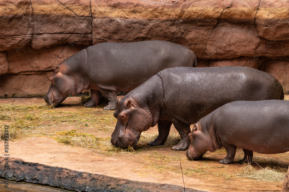 A family of Nile hippos during a meal. Hippopotamus is a large, mostly herbivorous, semiaquatic mammal and ungulate native to sub-Saharan Africa A family of Nile hippos during a meal. Hippopotamus is a large, mostly herbivorous, semiaquatic mammal and ungulate native to sub-Saharan Africa