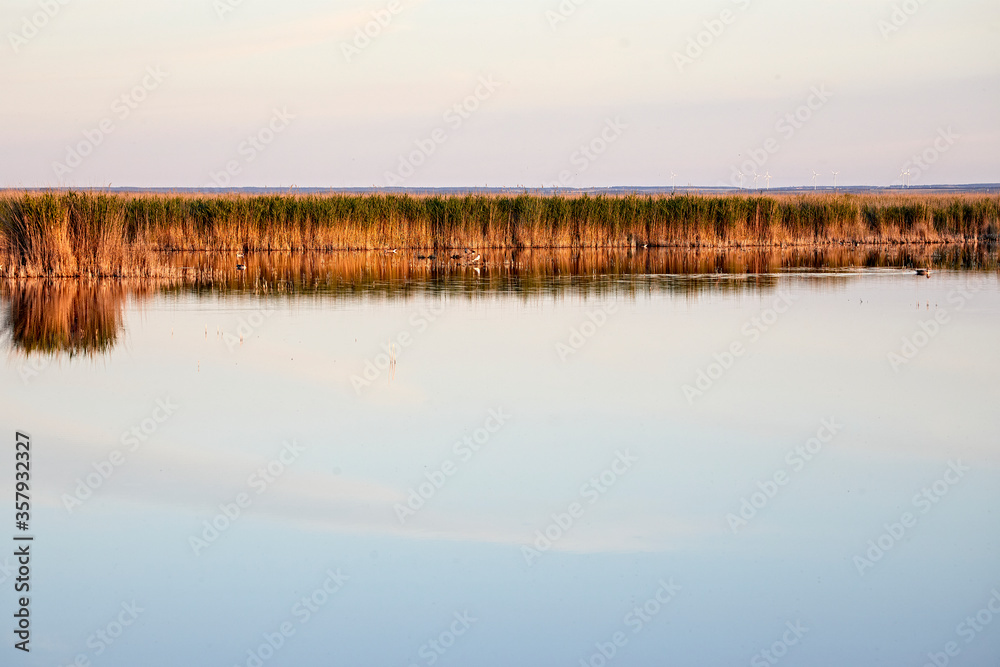 Obraz premium water reflection light reed evening scenery