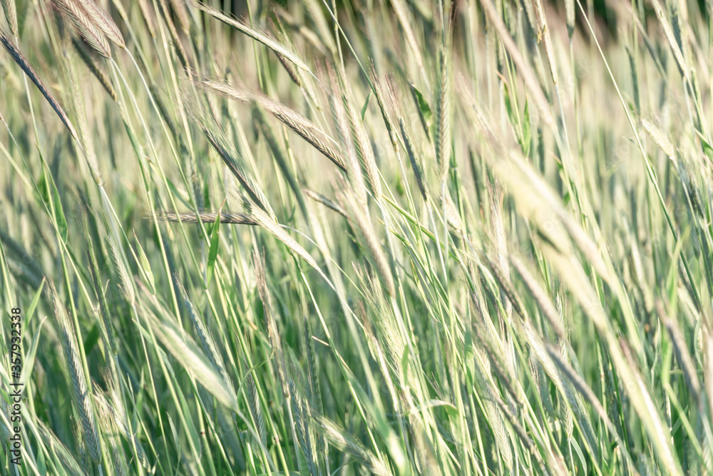 Ears of golden wheat, close up. Rural scene under sunlight of sunset. Summer background of ripening spikelets of agriculture landscape. Harvest, natural product. Ears of golden wheat, close up. Rural scene under sunlight of sunset. Summer background of ripening spikelets of agriculture landscape. Harvest, natural product.
