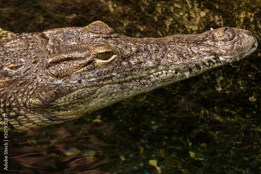 Portrait of a Nile Crocodile (Crocodylinae family), large semiaquatic reptiles from Africa Portrait of a Nile Crocodile (Crocodylinae family), large semiaquatic reptiles from Africa