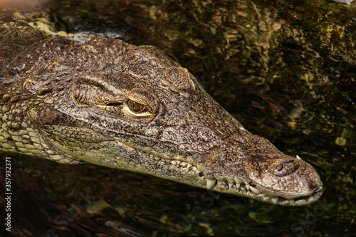 Portrait of a Nile Crocodile (Crocodylinae family), large semiaquatic reptiles from Africa