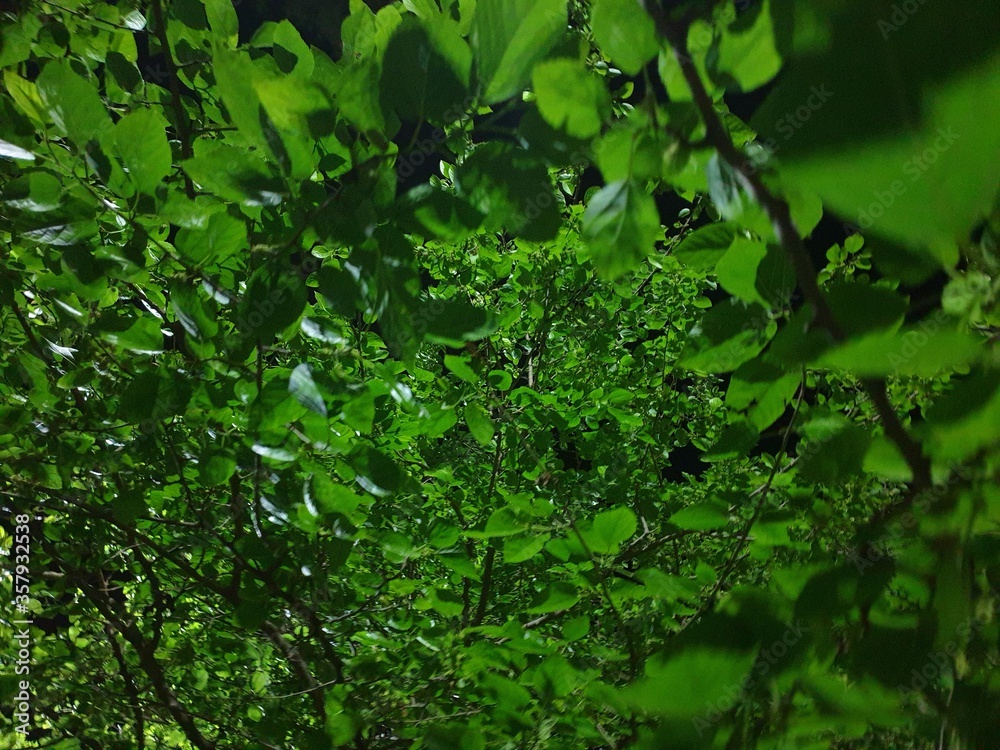 Mulberry leaves at night, beautiful view Mulberry leaves at night, beautiful view