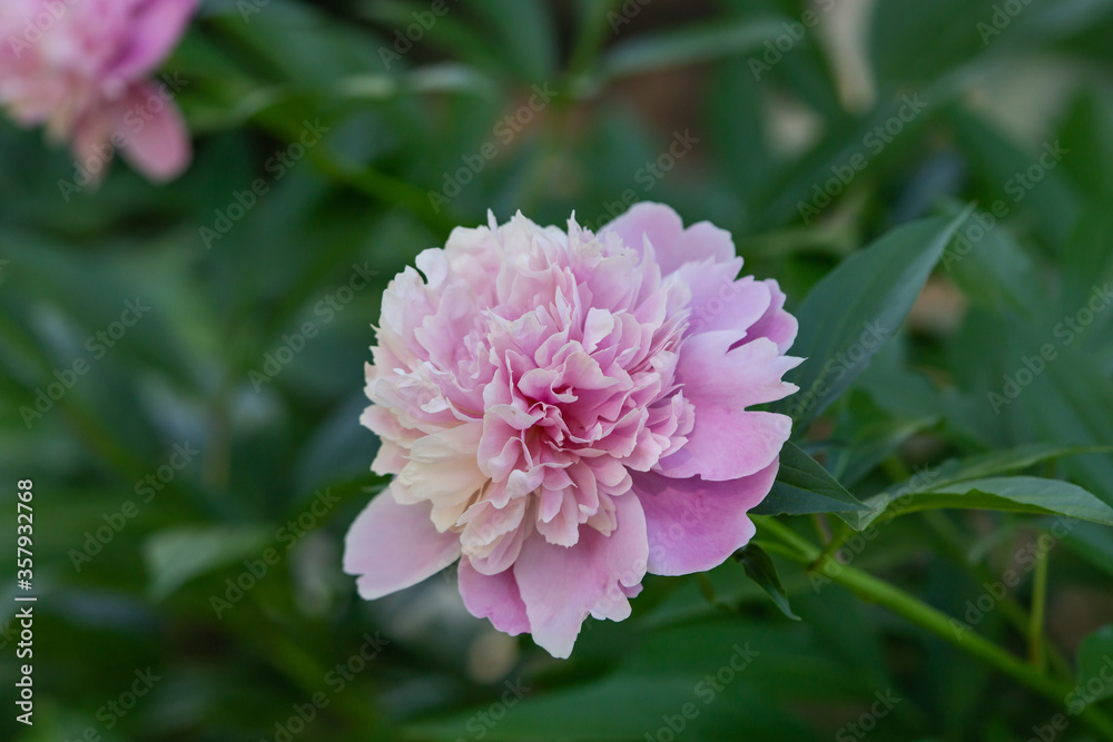 Peony Flower in Bloom in Springtime Peony Flower in Bloom in Springtime