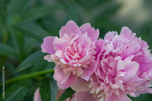 Peony Flower in Bloom in Springtime