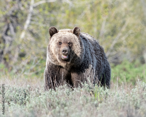 Grizzly, Grand Teton National Park, Wyoming, USA