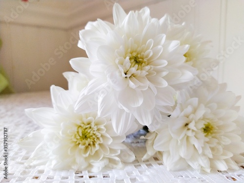 A bouquet of fresh white chrysanthemums on a white lace tablecloth near the window