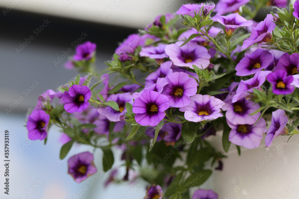 Beautiful purple petunia flowers in a closeup with soft bokeh background. Lovely summertime flowers. Beautiful purple petunia flowers in a closeup with soft bokeh background. Lovely summertime flowers.
