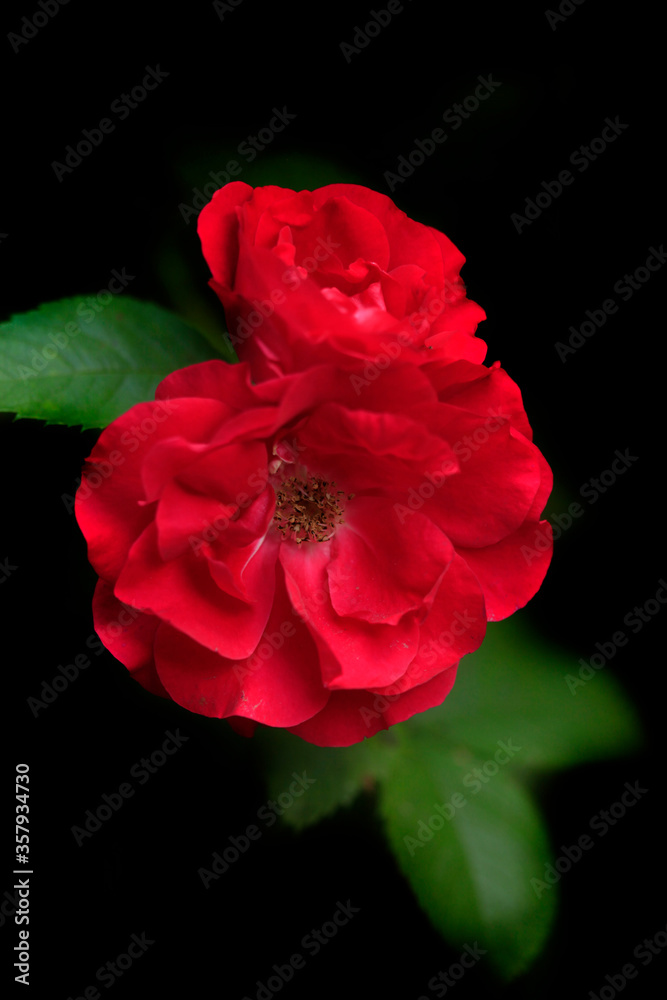 Red roses on green tree Red roses on green tree