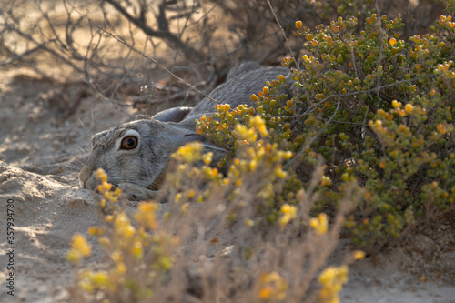 Desert hare hiding in the mid of desert plant at Bahrain photo