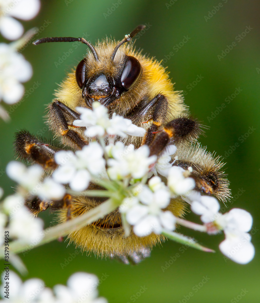 Beautiful colorful macro photography Beautiful colorful macro photography