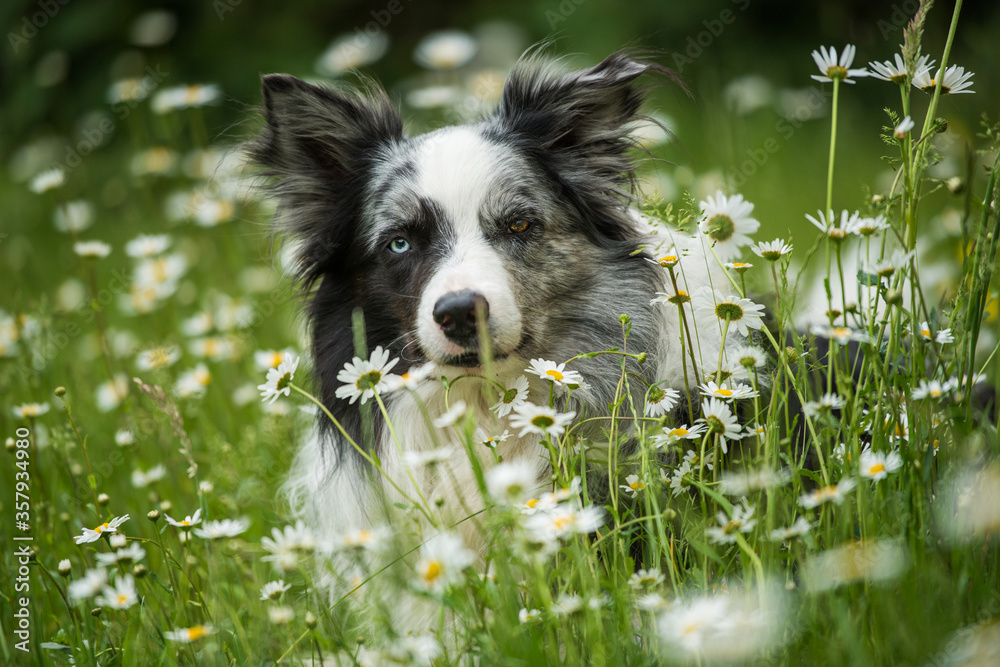Border collie dog lying in a daisy flower meadow