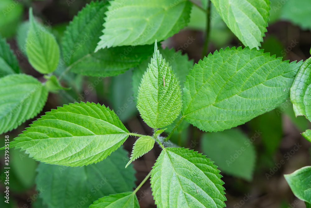 Wood Nettle Leaves in Springtime Wood Nettle Leaves in Springtime