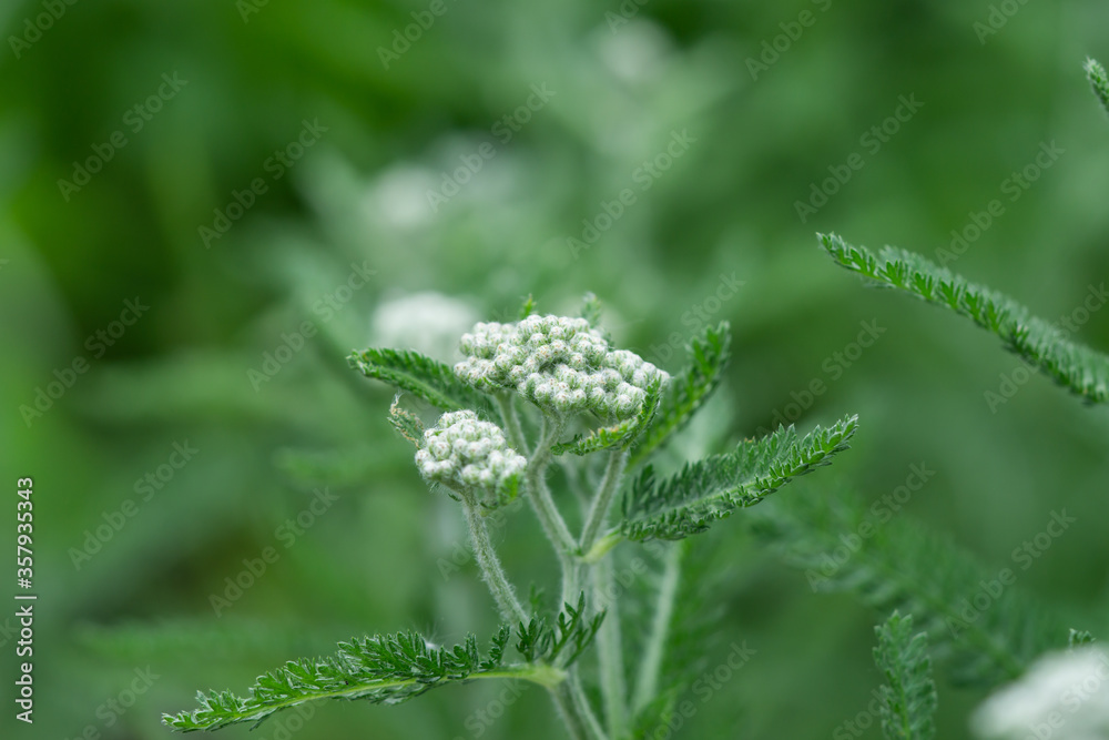 Yarrow Flower Buds in Springtime Yarrow Flower Buds in Springtime