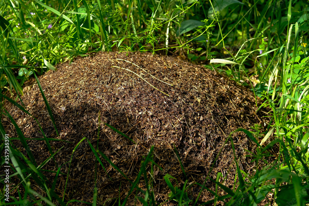 Industrious ants build a large anthill. Industrious ants build a large anthill.