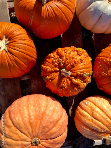 Vászonkép Variety of pumpkins on a wood pallet