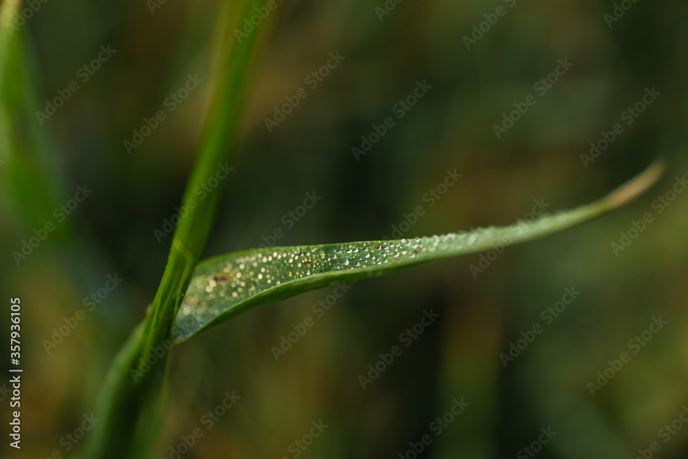 Plant with dew, close up. Beautiful summer morning Plant with dew, close up. Beautiful summer morning