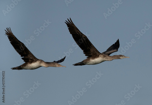 A pair of Socotra cormorants flying at Busaiteen coast, Bahrain