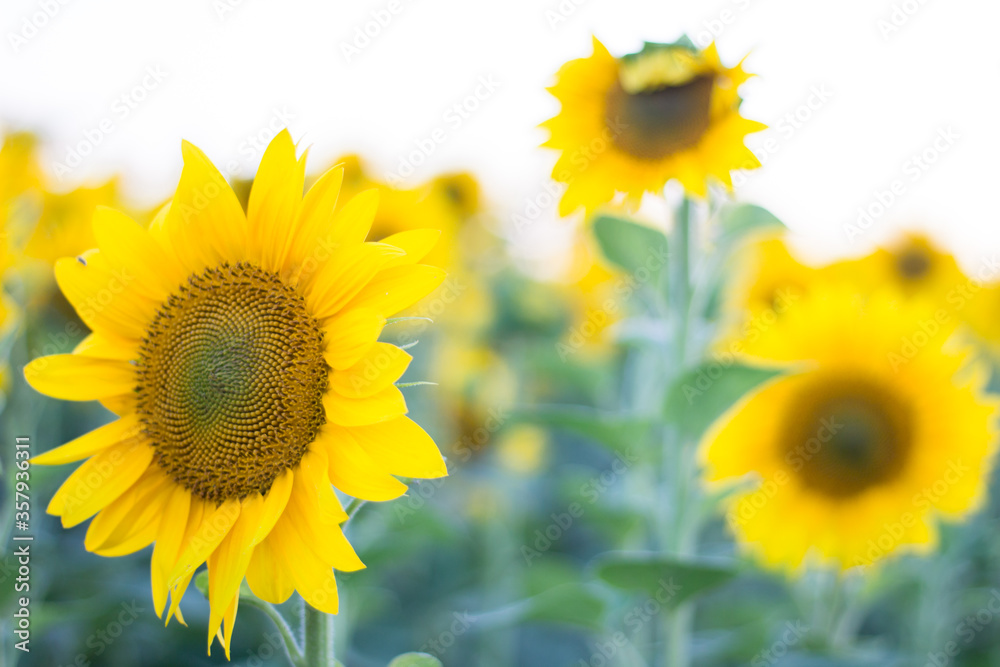 Fototapeta premium Close up of yellow sunflowers on meadow field