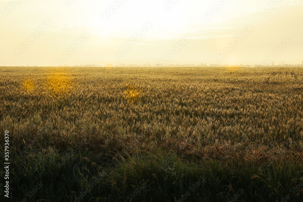 Wheat field. Beautiful summer morning. Summer nature