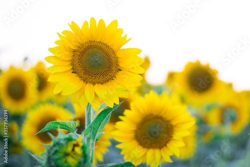 Yellow sunflowers on meadow field