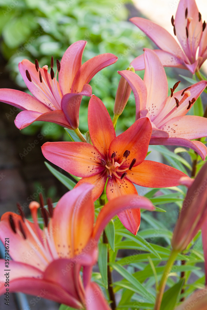 Fototapeta premium asiatic lily