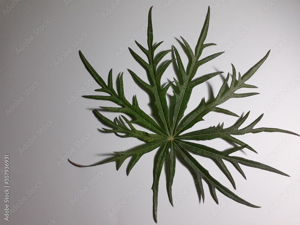 Obraz premium vector illustration of a plant