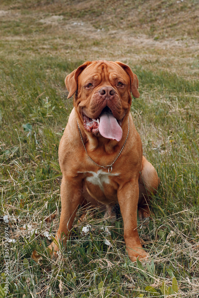Portrait Dogue de Bordeaux. Dog mastiff pet.