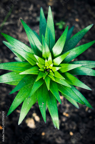 close up of green plant in the garden