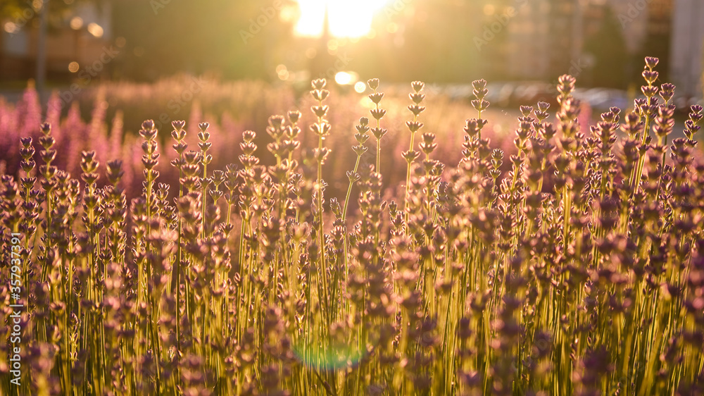 Blooming purple lavender field in summer with copy space. Lavandule flowers shining at sunset,