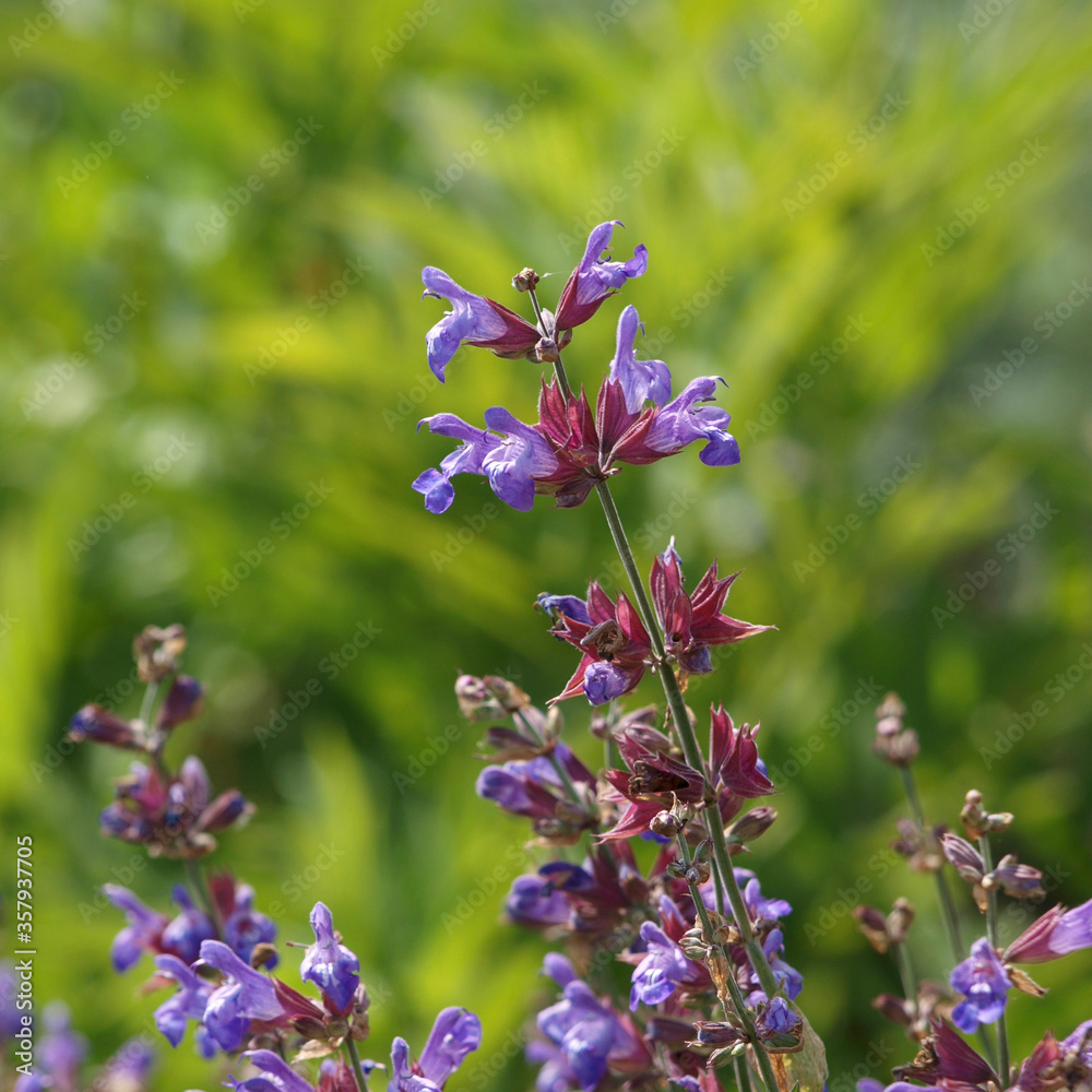 Fototapeta premium Echter Salbei, Salvia officinalis