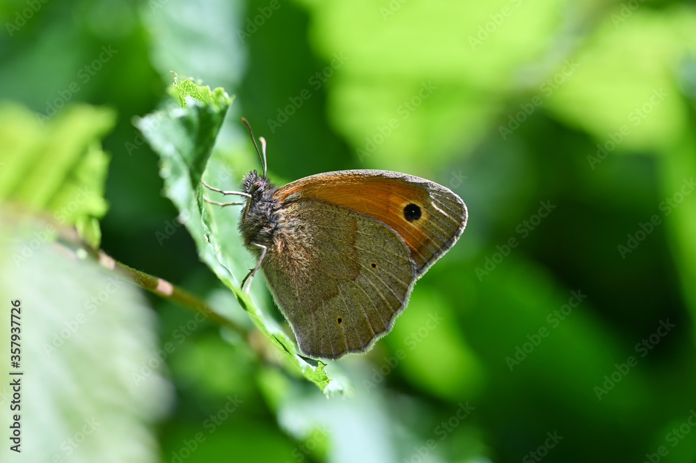 Fototapeta premium Makro von einem Schmetterling (Falter) auf einem grünen Buchenblatt sitzend