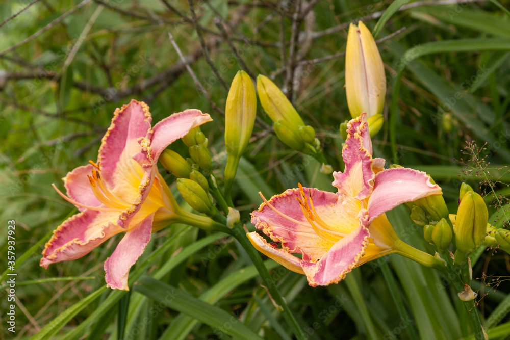 Fototapeta premium pink daylily