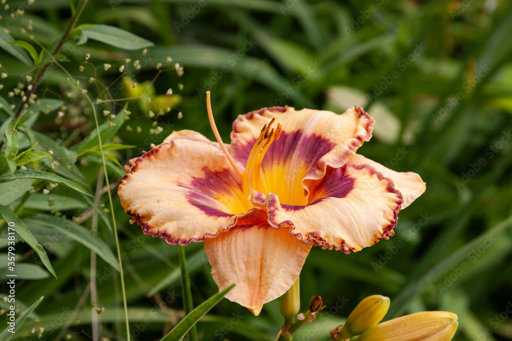 Fototapeta premium orange daylily