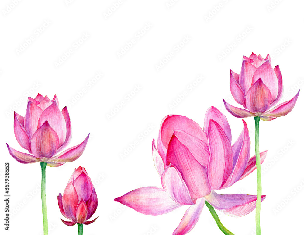 Hand drawn watercolor illustration Three pink Lotus