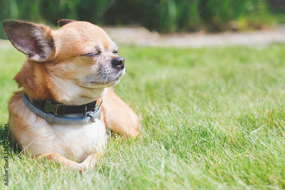 beautiful cute little red dog chihuahua lies on a green lawn close up, place for text 