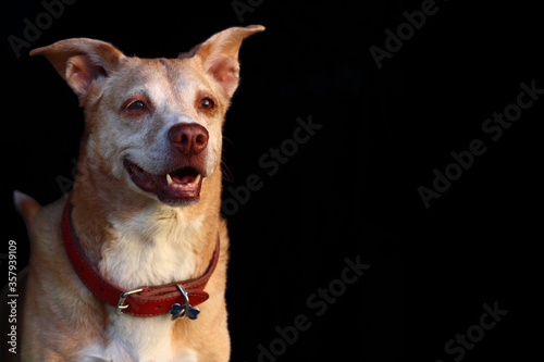 Happy dog isolated on black background.