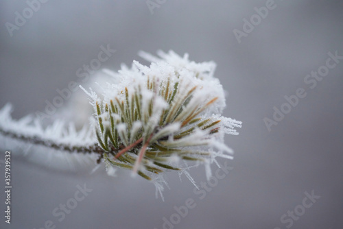 Close up pine