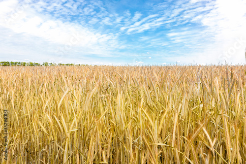 Scenic landscape of growing golden organic wheat stalk field against blue sky on bright sunny summer day. Cereal crop harvest growth background. Agricultural agribuisness business concept
