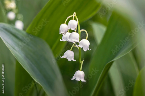 close up of lily of the valley flower in green garden 