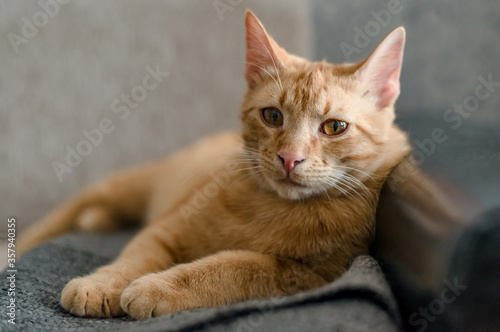 Beautiful striped redhaired young cat Jetit on the couch is resting and looking at the camera. The concept of love for pets and home comfort