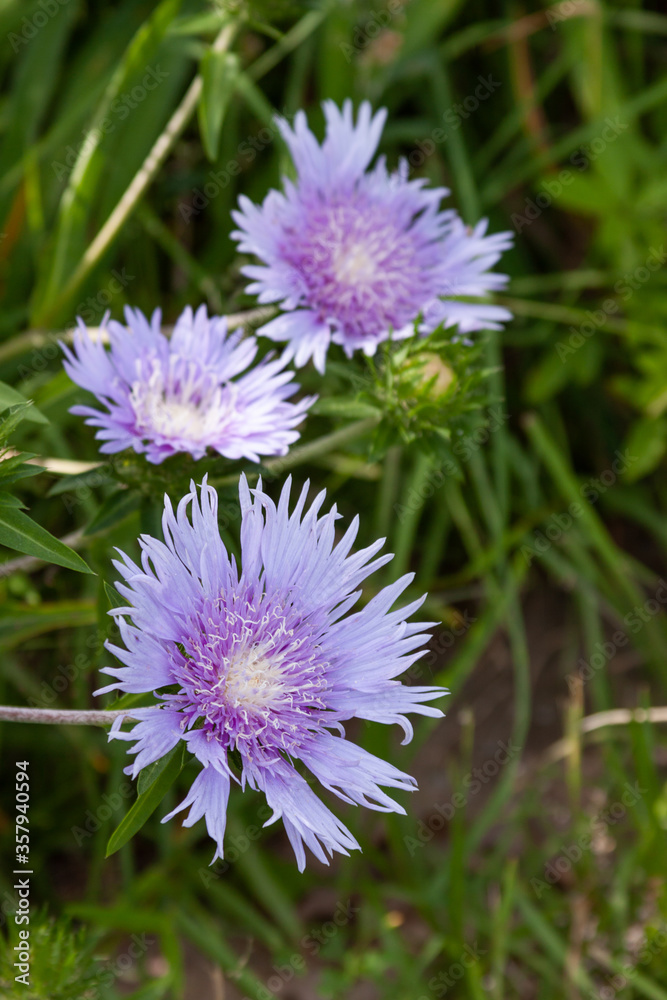 stokesia stokesia
