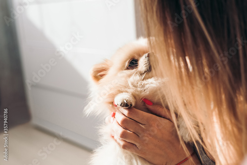 A girl plays with her dog a Pomeranian at home. Closeup. Girl makes her dog. Cute couple have fun. Dog lover with pet