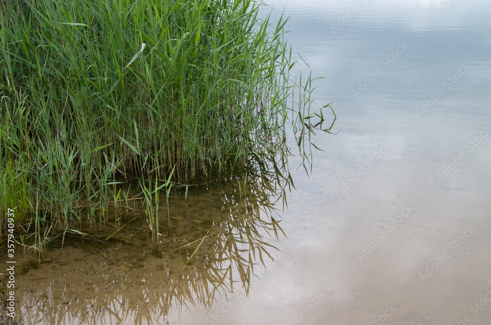Dense thickets of young fresh green reeds reflecting on calm surface of the bluish water of the lake in sandy shallow water, a little further on the expanse going deep reflects the blue sky and clouds Dense thickets of young fresh green reeds reflecting on calm surface of the bluish water of the lake in sandy shallow water, a little further on the expanse going deep reflects the blue sky and clouds