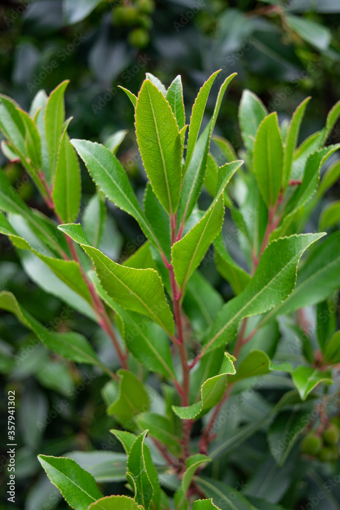 Fresh Spring growth