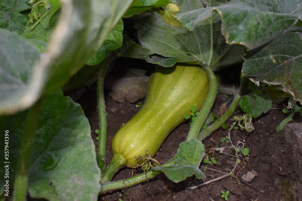 Obraz premium zapallo